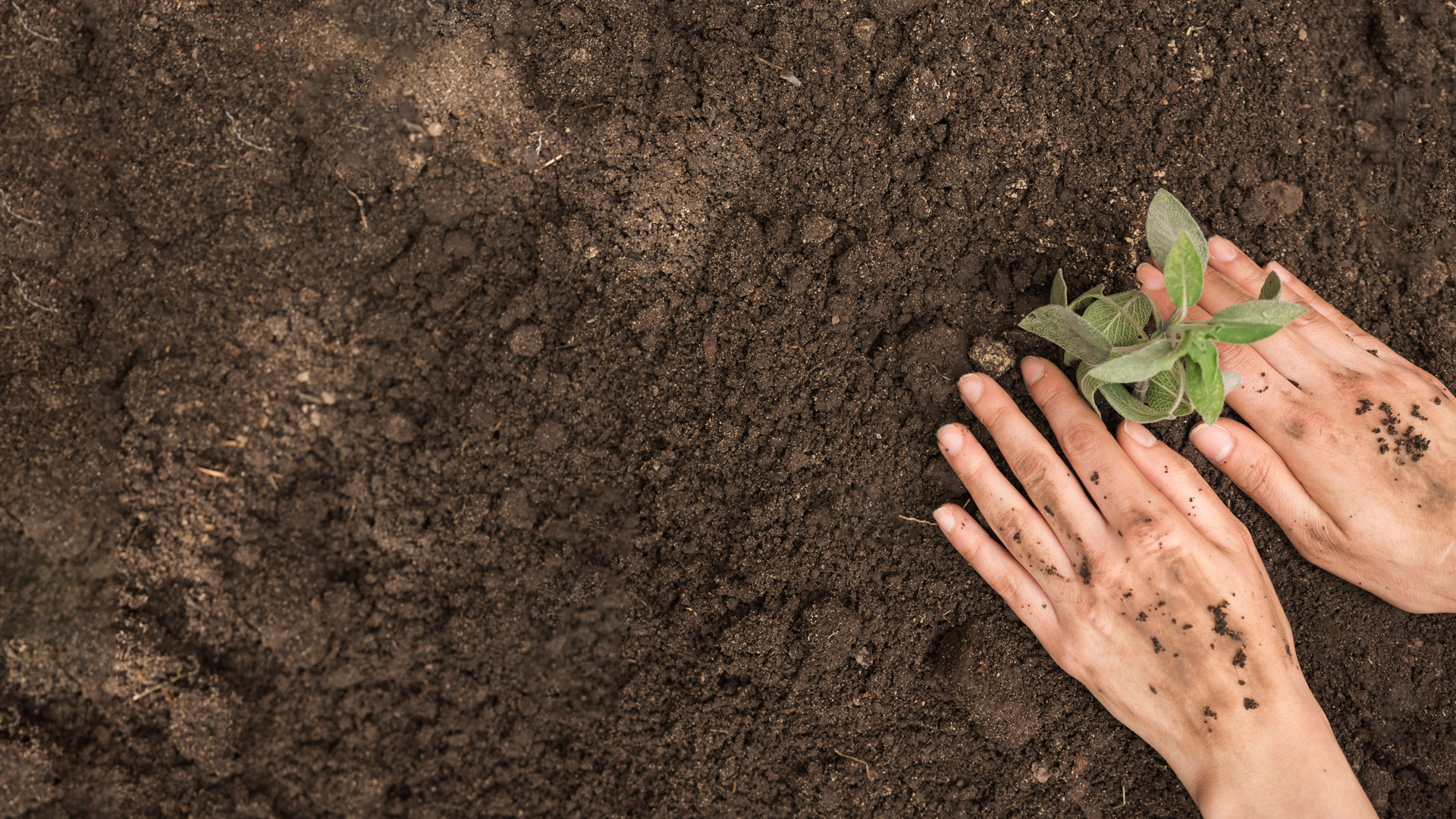 Sivas Birlik Tarım ® | İlk Elden Sofranıza